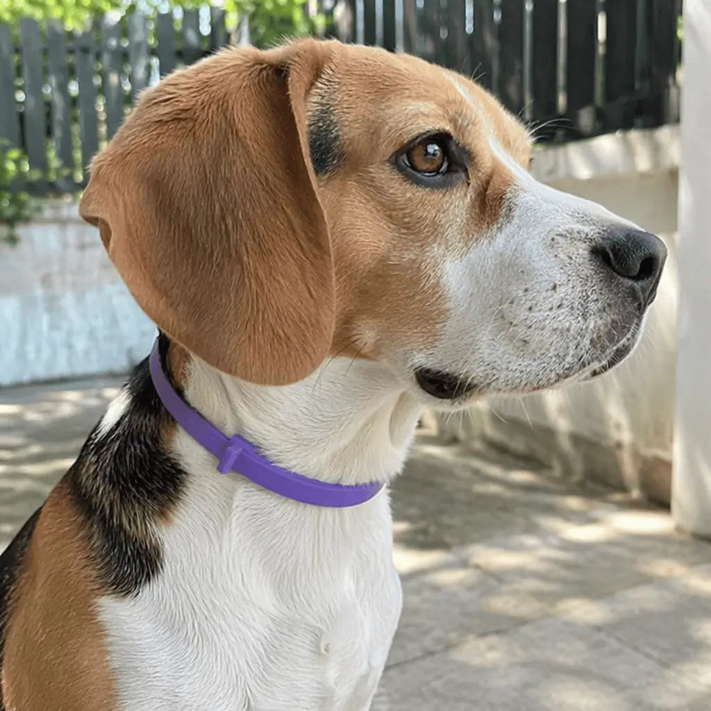 Wooflo Calm Collar™ — Pheromone Anxiety Relief for Dogs