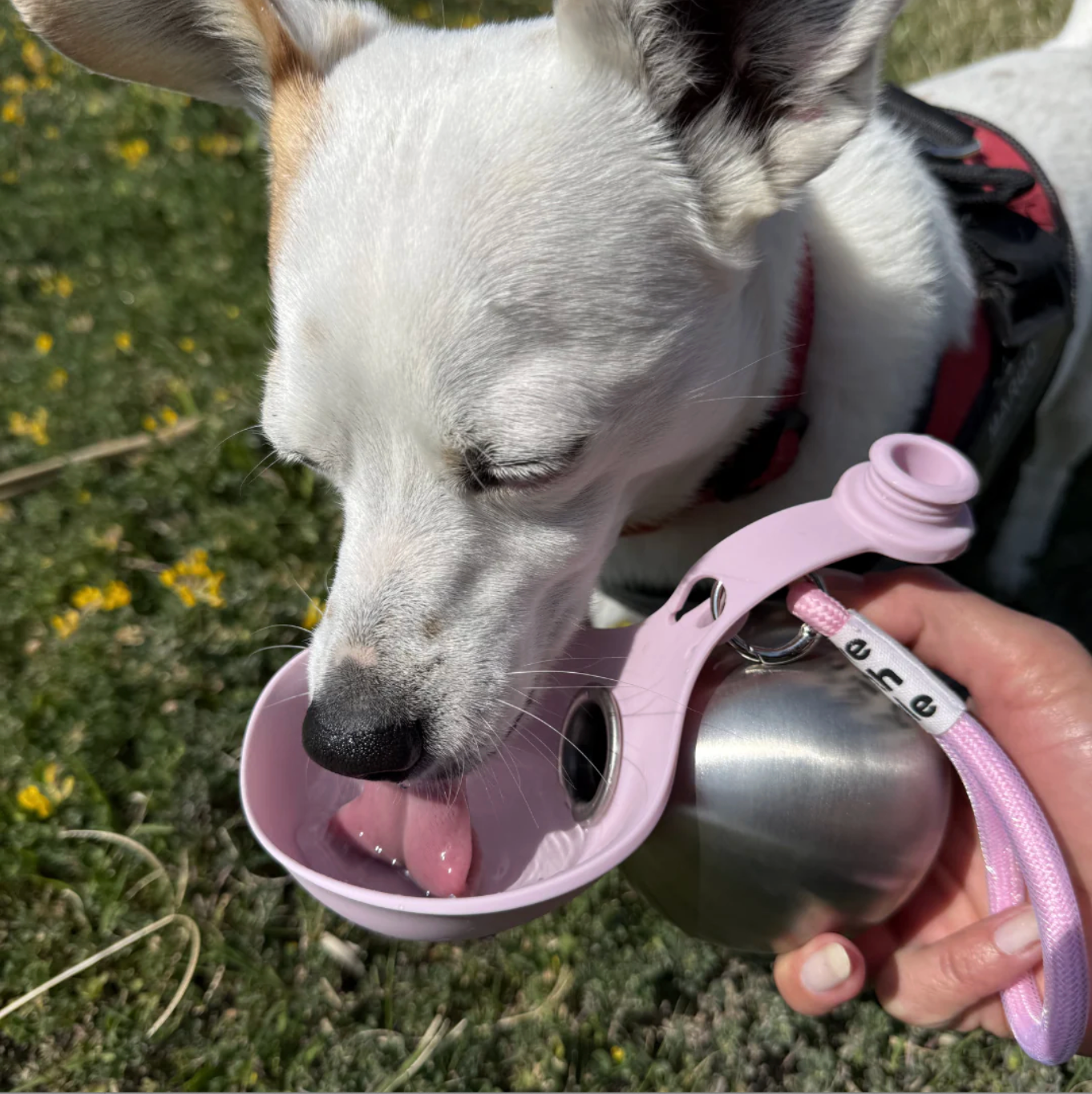UPDATE - BuddyPup™ Dog Water Bottle with Bowl
