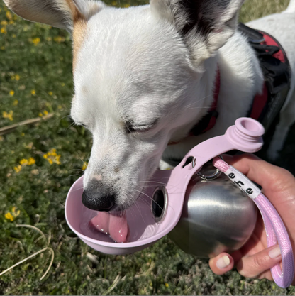 UPDATE - BuddyPup™ Dog Water Bottle with Bowl